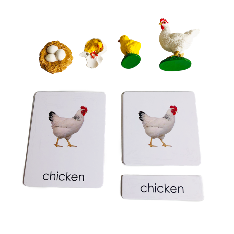 Kids Toys Cycle - 라이프 사이클 동물 카드 및 모델