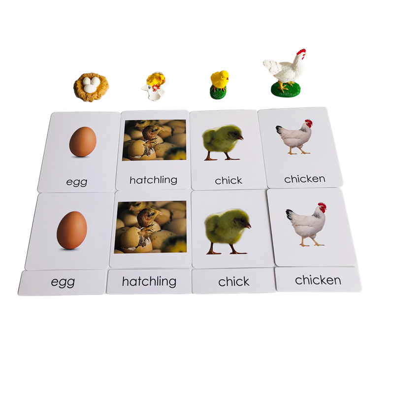 라이프 사이클 동물 카드 및 모델 닭의 라이프 사이클  - Kids Toys Cycle 리뷰 및 가격