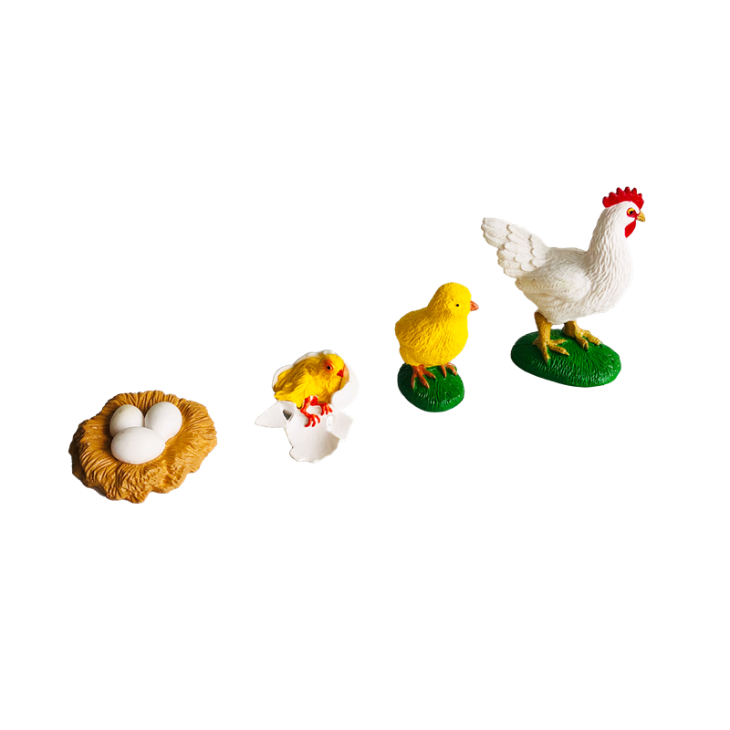 라이프 사이클 동물 카드 및 모델 닭의 라이프 사이클  - Kids Toys Cycle 리뷰 및 가격